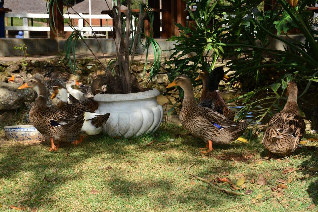 Hotel Fazenda Floresta Do Lago 소코로 외부 사진
